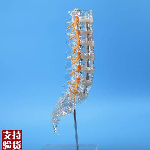 透明腰椎带尾骨模型椎间盘脊神经骶骨尾椎骨脊Q椎脊柱骨科立体教