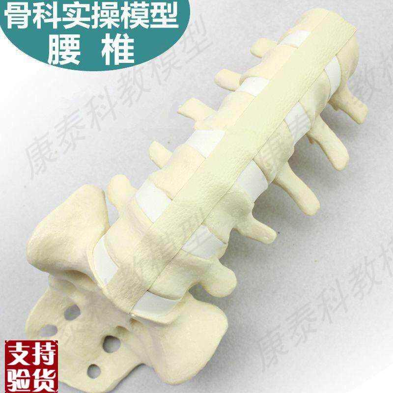 腰椎骨模型骨科手术练习用假骨头韧带骶椎尾骨人体V四肢散骨髋关