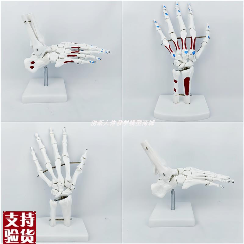 人体1:1手脚关节n骨骼骨架模型带肌肉起止点着色可弯曲医教学教具