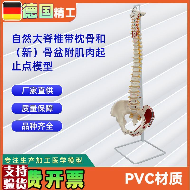 自然大脊椎带枕骨和新骨盆附肌肉起止K点模型人体骨骼教学模型