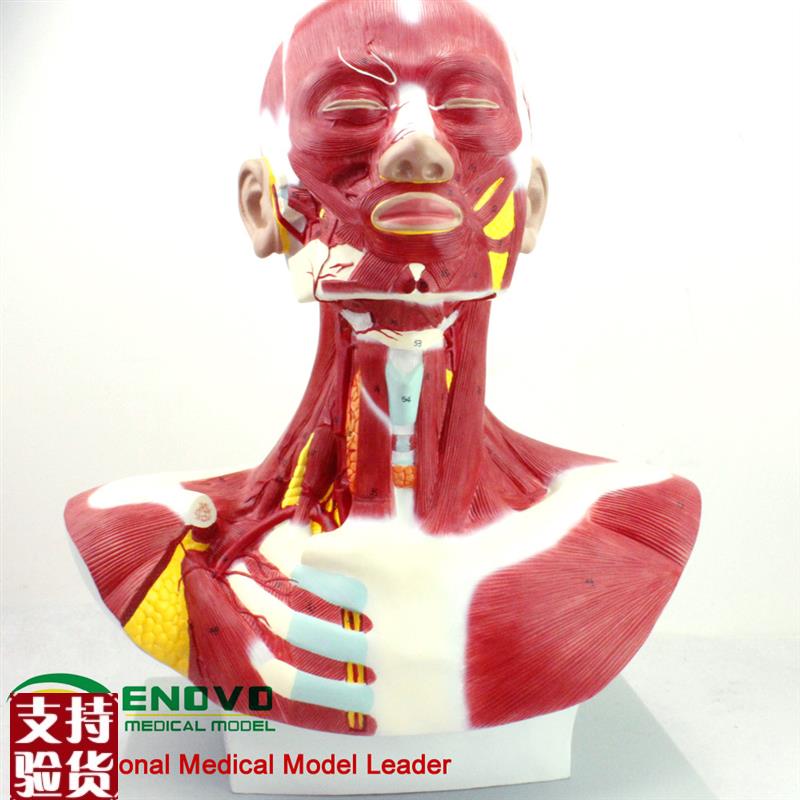 ENOVO正品医用人体头颈胸w肌肉解剖模型微创美容整形手术面部肌肉