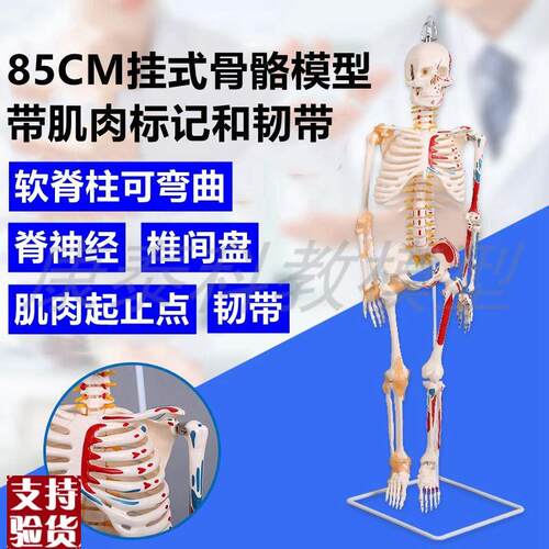 仿真85厘米骨骼模型脊柱u可弯曲活动人体关节韧带肌肉神经血管美