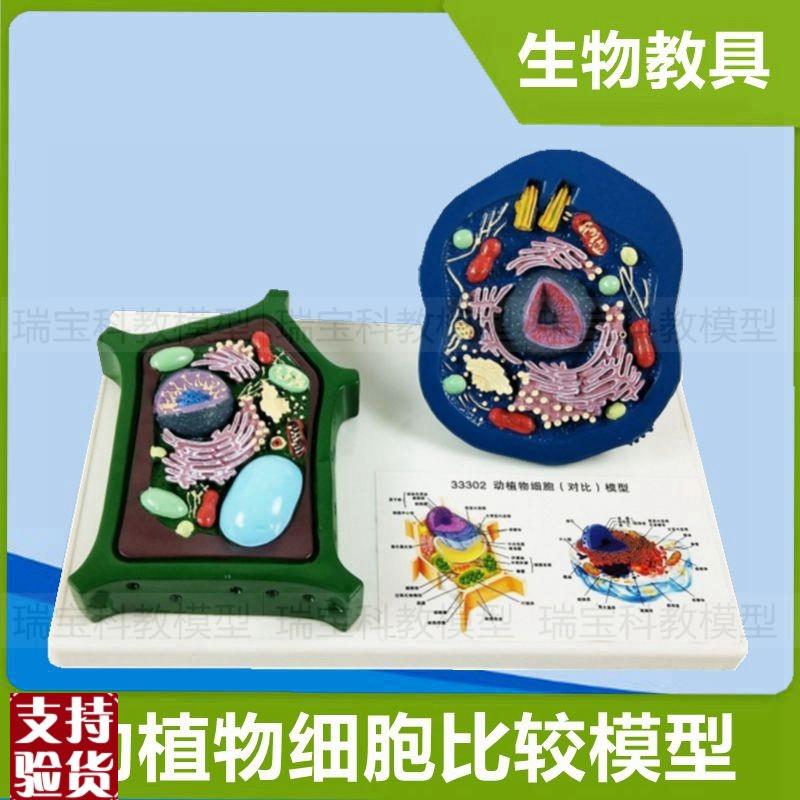 动物细胞植物g细胞动植物比较生物课教具初中高中生细胞微细结构