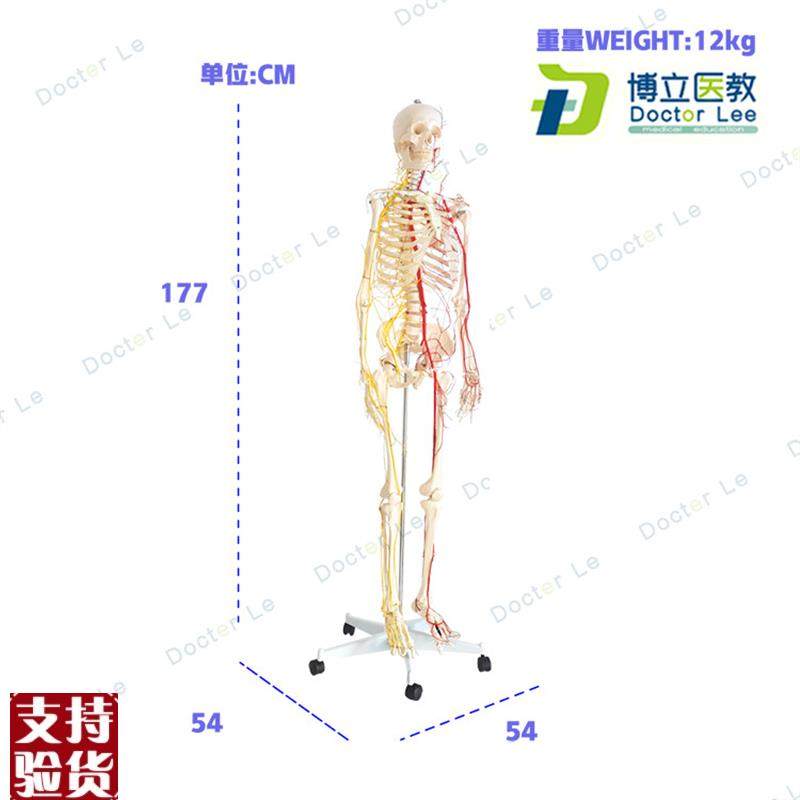 正品医学仿真170pcm人体全身骨骼骷髅骨架带神经血管模型