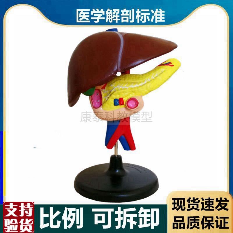 肝胆胰模型人体消化器官内脏w胰腺内分泌肝胆管血管分布病理肝脏