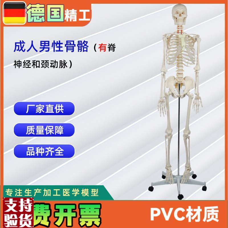 成人男性骨骼附脊神经和颈动脉无D泡沫盒包装人体骨骼教学模型