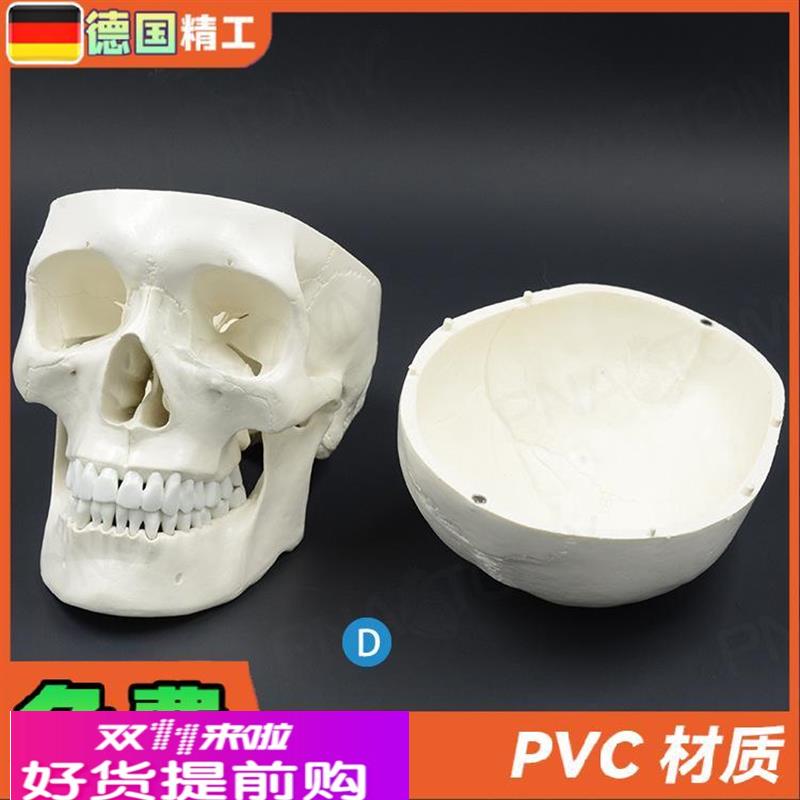 德国】1比1大人体头骨模型成人头颅骨仿真骷髅头骨教学 美术标本