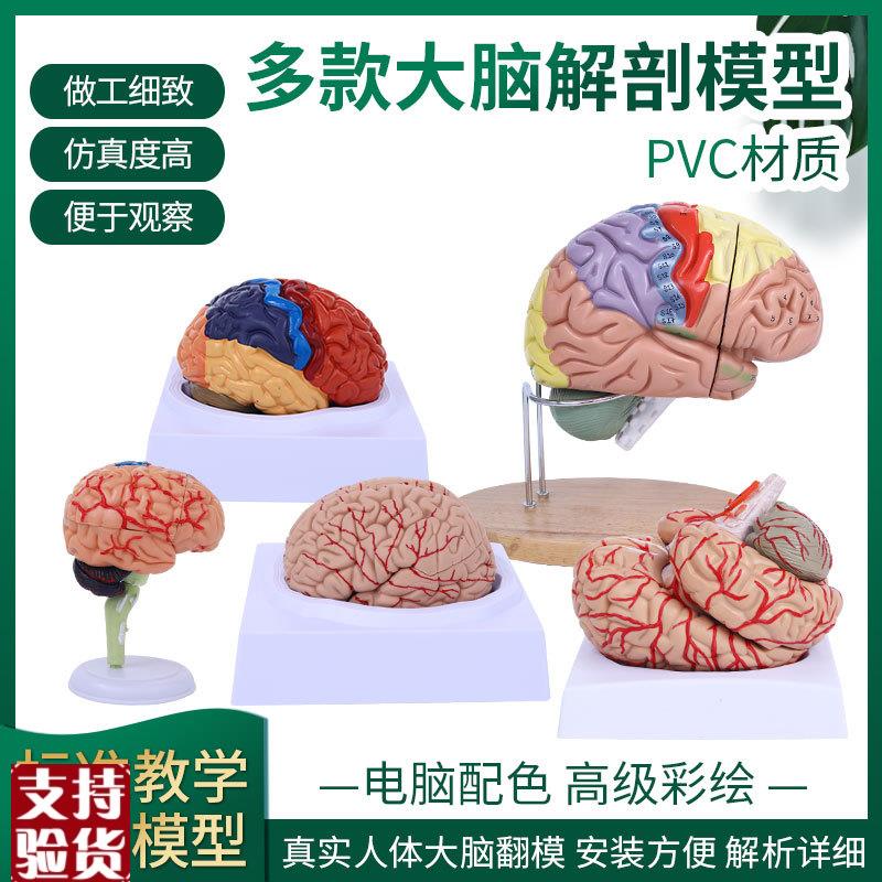 脑模型脑功能区域色分模型人体大脑解剖模型人脑动X脉构造脑神经