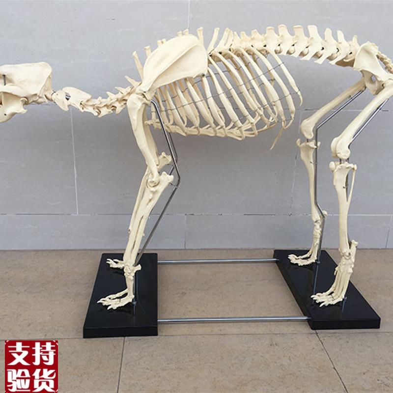 狗骨架动物骨骼宠物兽医教学模型医学教具犬科教T学畜牧厂家直销