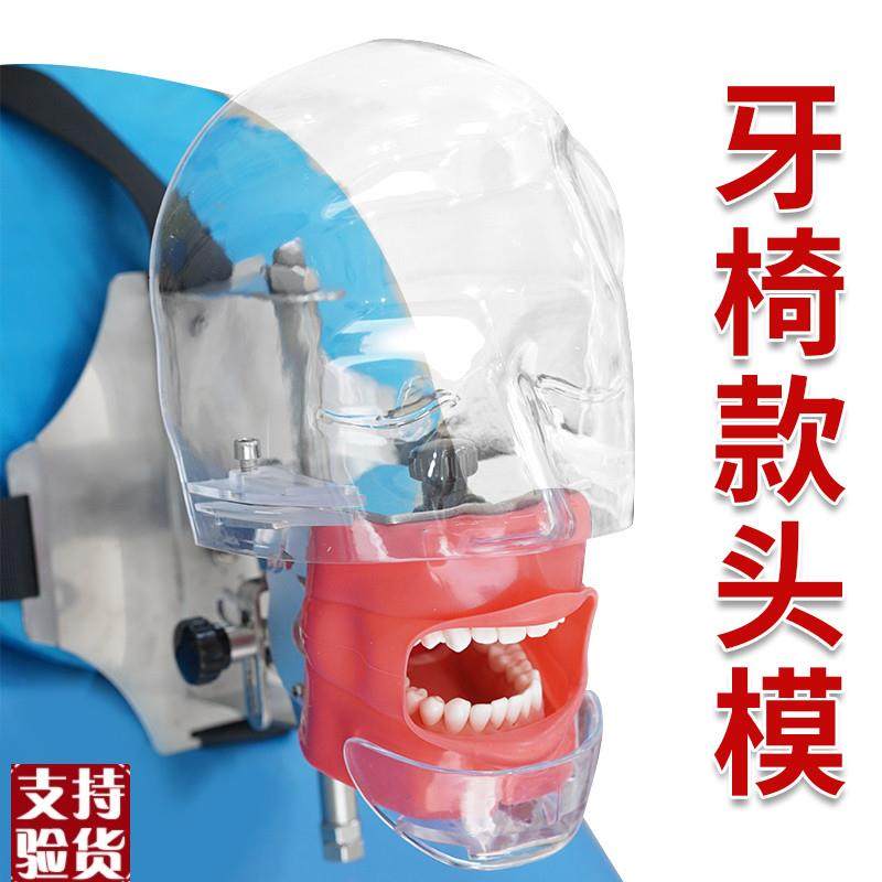 口腔头模仿真头颅牙科材r料备牙模型简易练习牙模离体牙根管树脂