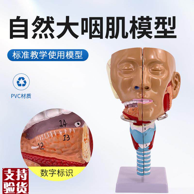 咽肌模型喉解剖模型咽喉模型口鼻模型舌肌解剖U吞咽康复鼻窦教