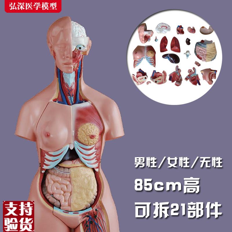 躯干模型人体内脏胸腹部器官解剖男性女K性心肝脾肺肾结构教学玩