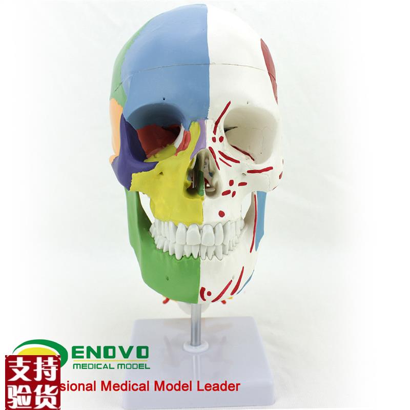 ENOVO颐诺医学用人体头骨模型颅骨模K型头骨分区肌肉模型神经骨