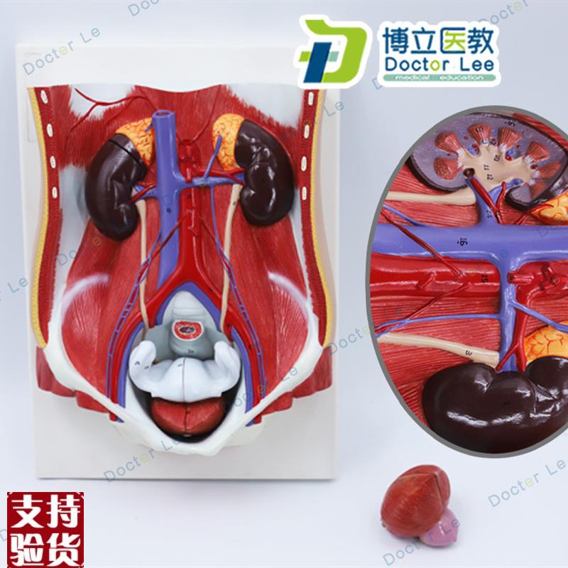 人体男女c性泌尿系统模型膀胱腹腔后腹壁解剖肾脏模型前列腺模型