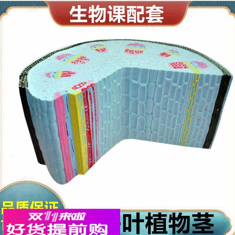 双子叶植物茎模型植物细胞叶绿体叶子结构根尖解剖桃花小麦花衣藻