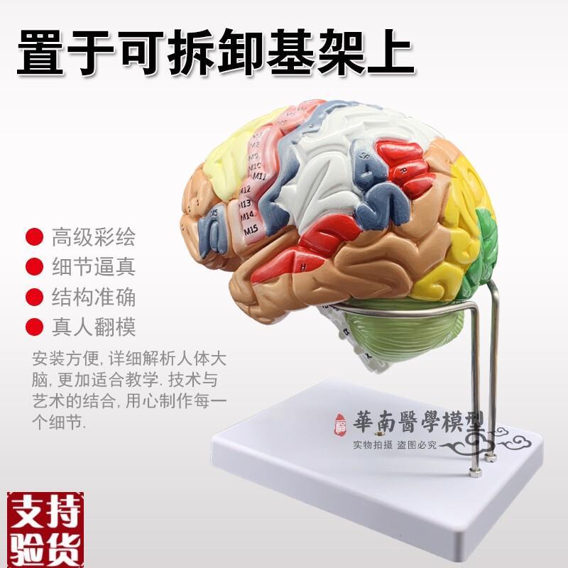 正品放大版可拆卸彩色头颅骨人体大脑神经解剖人脑室W功能区分模