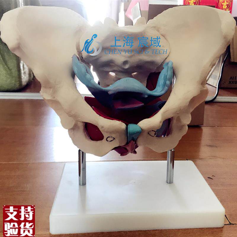 女性假骨盆及盆底肌肉模型人体解剖骨K骼医学教学用训练标本