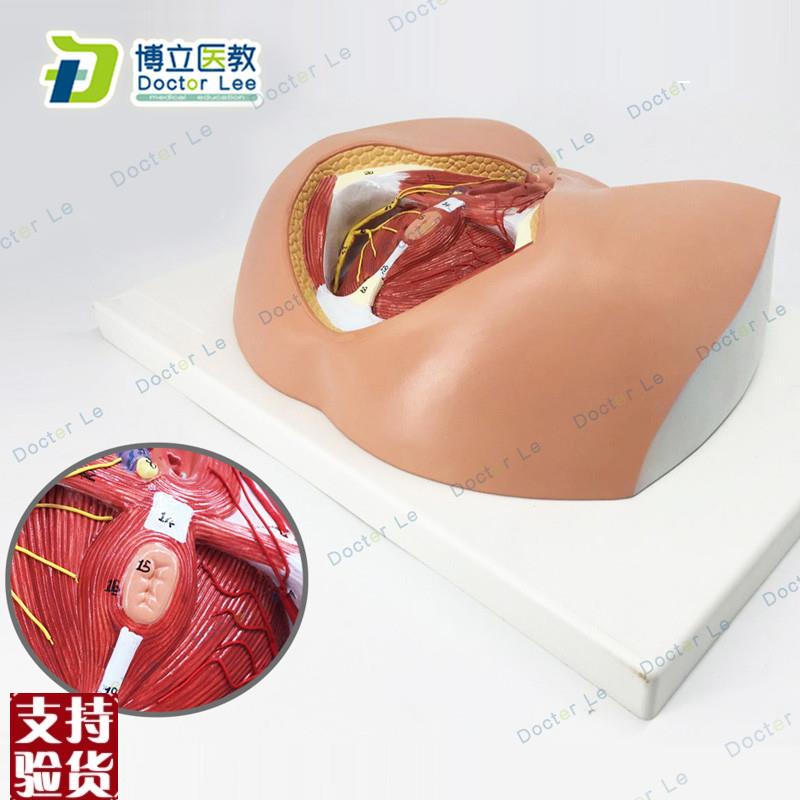女性会阴模型血管神经骨盆底肌解剖生R殖泌尿肛肠普外科