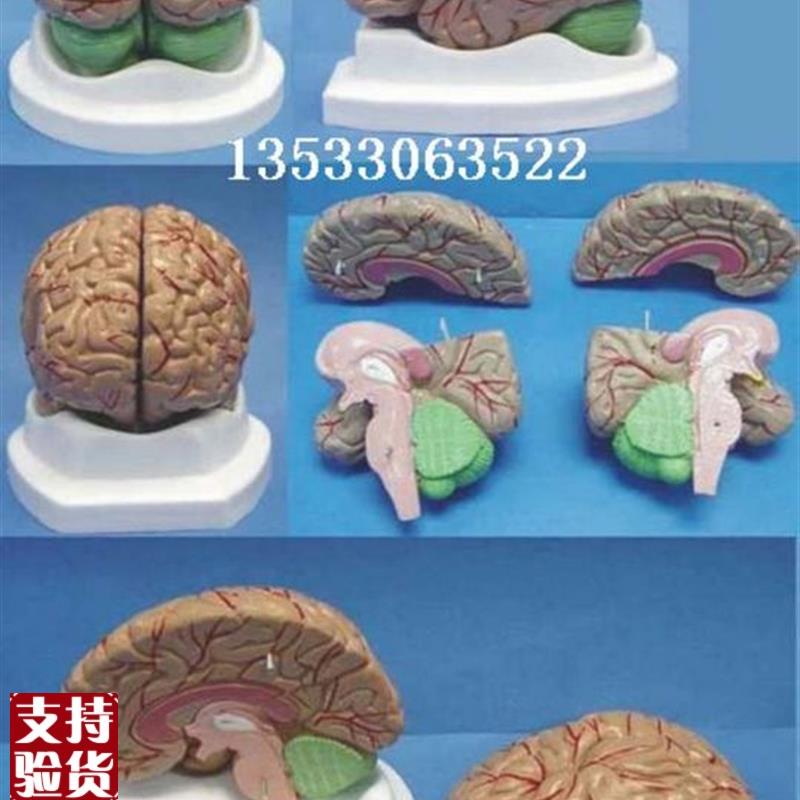 成人脑解剖结构模型器官医用教学讲S解人体标本模型