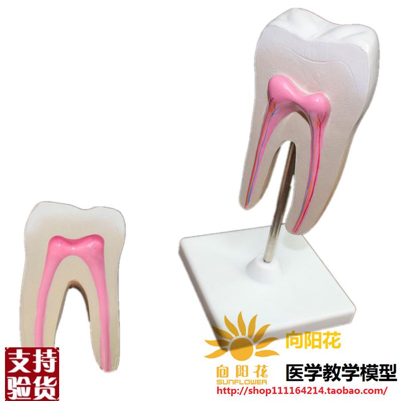 向阳花正品牙齿保s健大牙齿模型大牙模型包邮