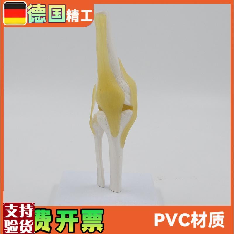 小型膝关节模型可弯曲韧带医学礼品人体骨骼解剖教U具股骨康复骨