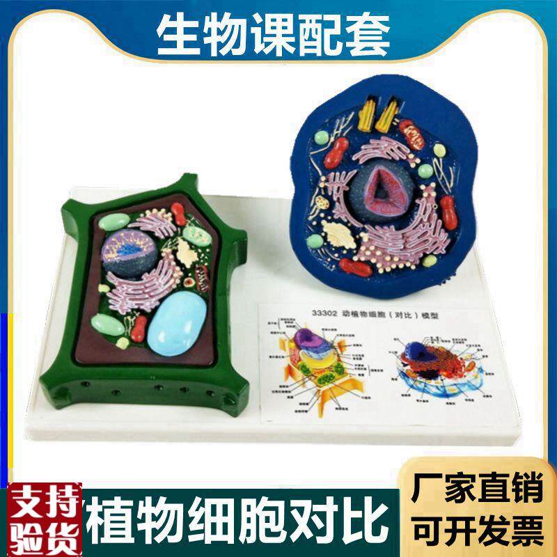 植物细胞模型可拆卸细胞器叶绿体动J植物细胞对比细胞膜结构