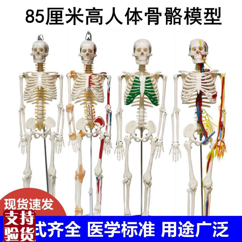 人体骨骼模型85厘米仿真骨架肌肉韧带四肢关节手脚健Y身医用瑜伽