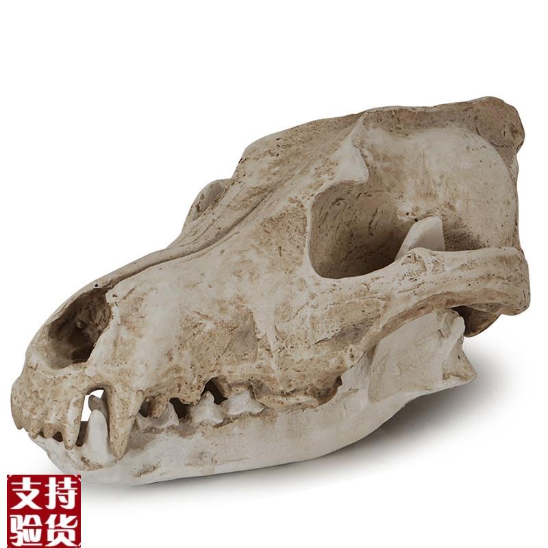 树脂骷髅头e工艺品摆件豺狼头骨万圣节道具骷颅头加拿大大灰狼标
