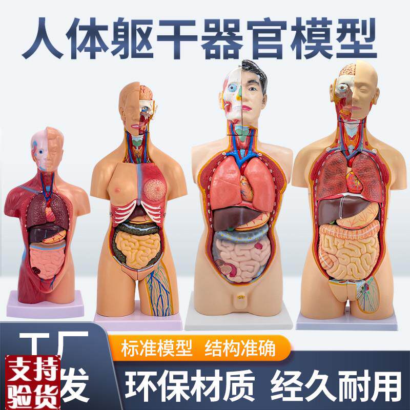 45CM医学内脏人体器官结构躯B干解剖模型心脏构造儿童可拆装教学
