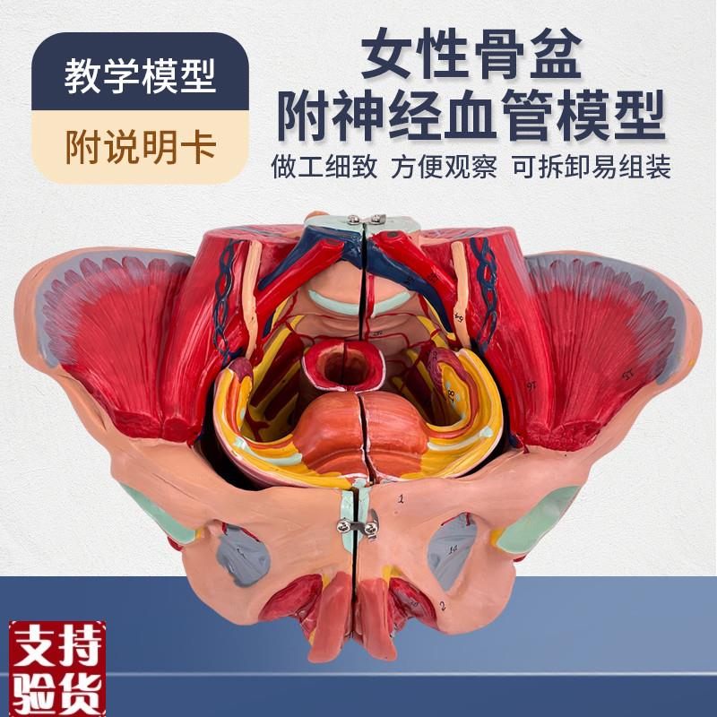 女性人体骨盆附生殖器官血管神经肌肉解剖分娩演示教学Y盆底肌模