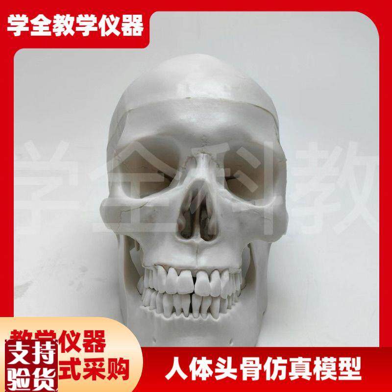 人体头骨仿真模型骷髅可拆卸头颅医学教学用具颅骨Y美术医用摆件