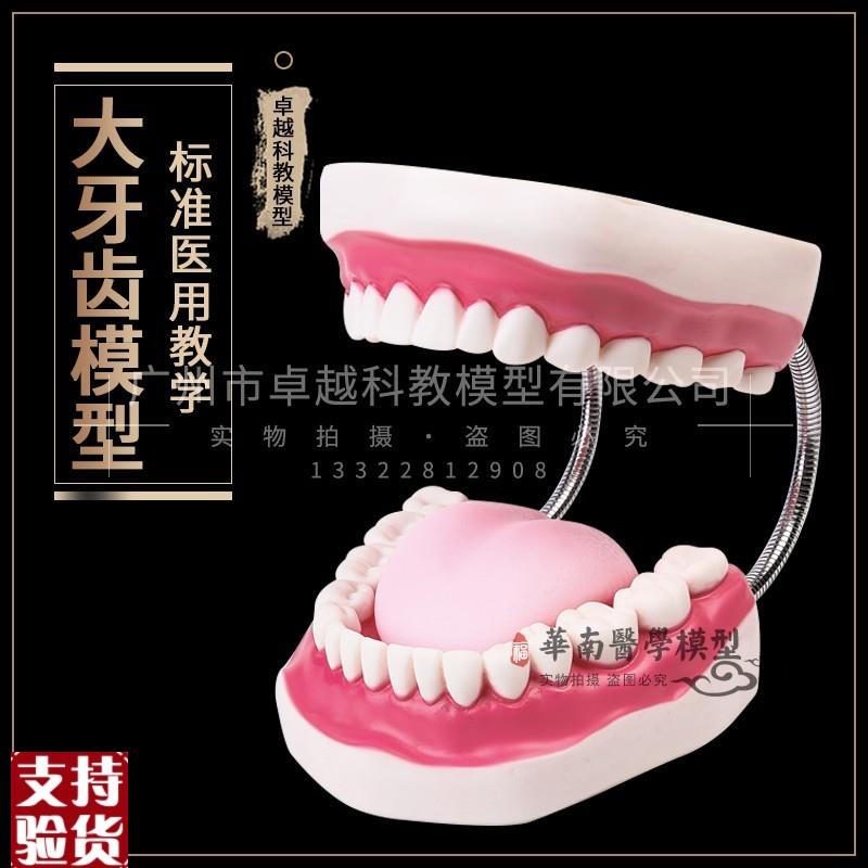 口腔模型牙齿模型幼儿园教具儿B童刷牙玩具牙齿牙科模型假牙模型