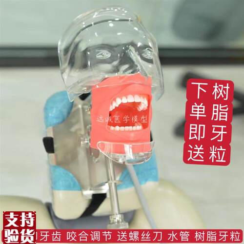 牙科材料口腔备牙模型器械工具离体牙备牙根M管树脂牙简易仿真头