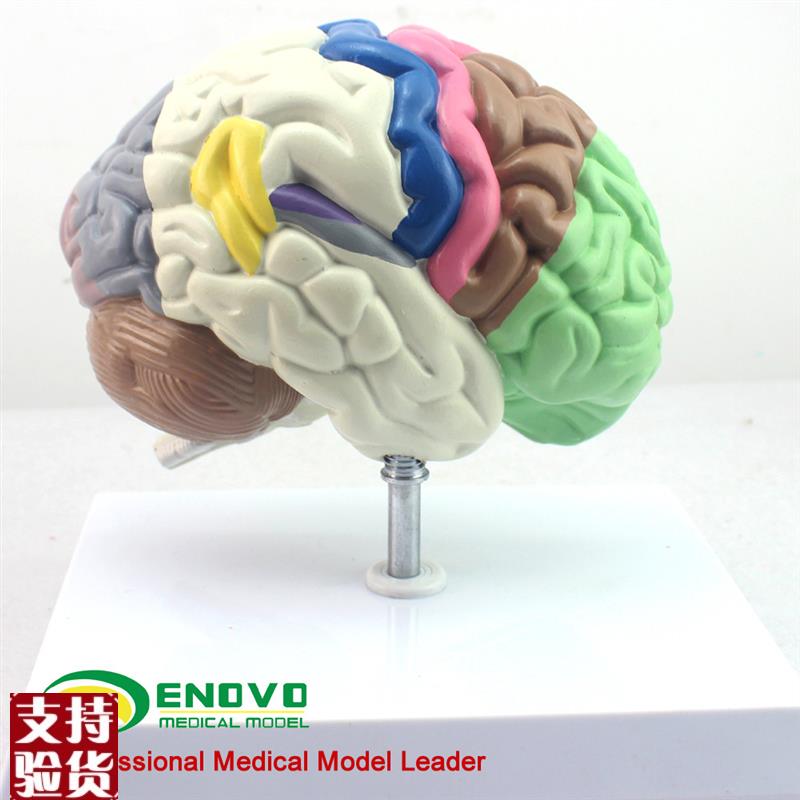 颐诺正品人体大脑模型分区w端脑模型脑室脑半球人脑解剖器官模型