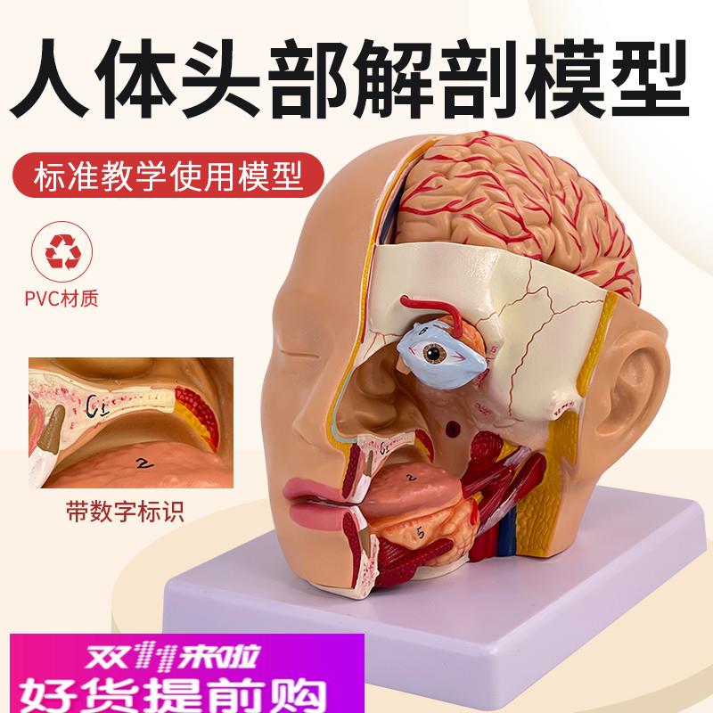 人体头部解剖模型 头颅附脑动脉模型 眼球口腔咽枕骨颅底解剖模型