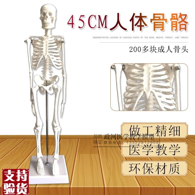 人骨架标本玩具人体骨骼模型45CM髅骼骨头人体T解剖关节示教模具