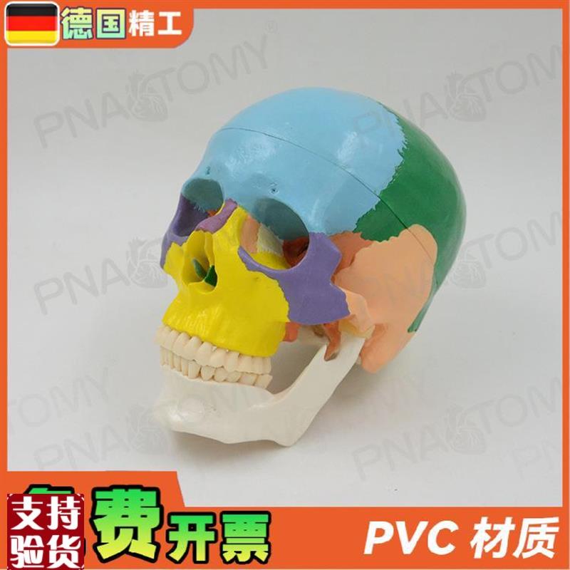 德国11彩色人体头骨头颅骨骷髅头骨模型可T拆卸口腔科美术