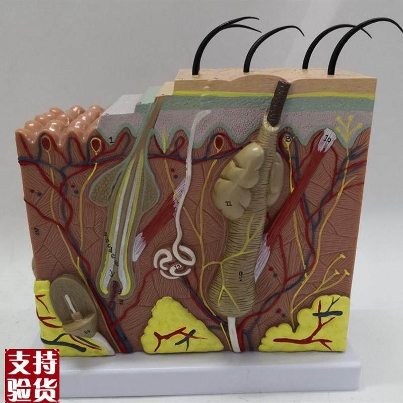 人体50倍皮肤解剖放大模型z毛囊皮肤结构医用教学植发讲解展示