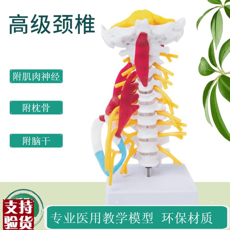 高级人体颈椎带神经血r管骨骼骨架模型教学医用教学讲解展示
