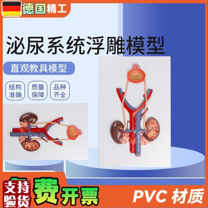 德国】泌尿系统浮雕模q型人体泌尿系统模型输尿管膀胱尿道模型肾