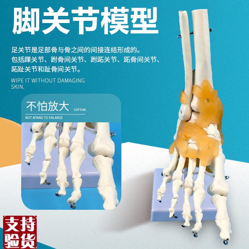 人体脚关节模型脚骨模型脚部骨骼构造足部踝关节腓U骨趾骨结构教