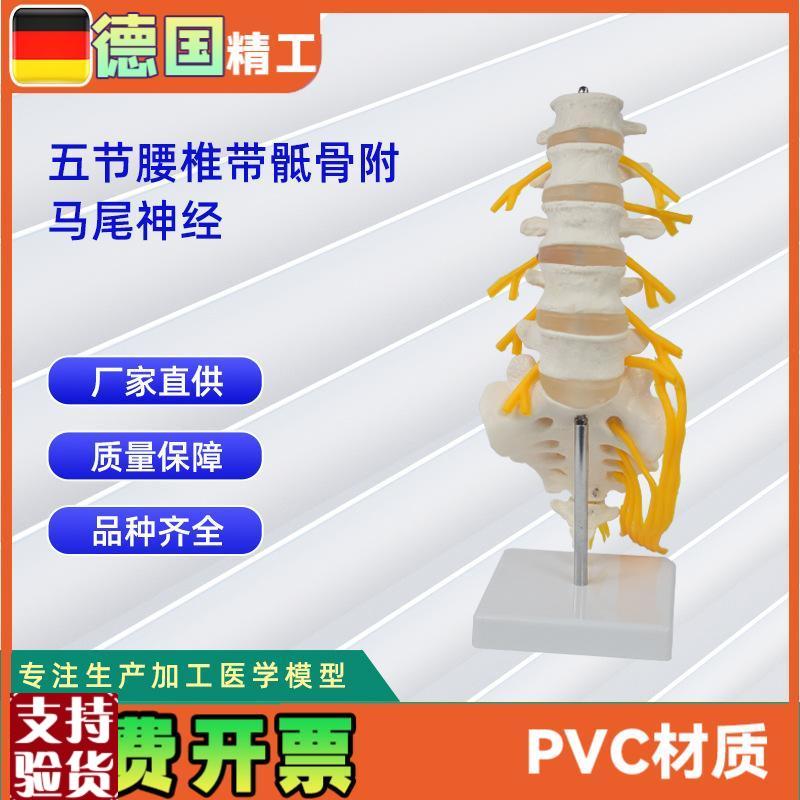 5节腰椎带骶骨打开附马尾神经V人体骨骼模型