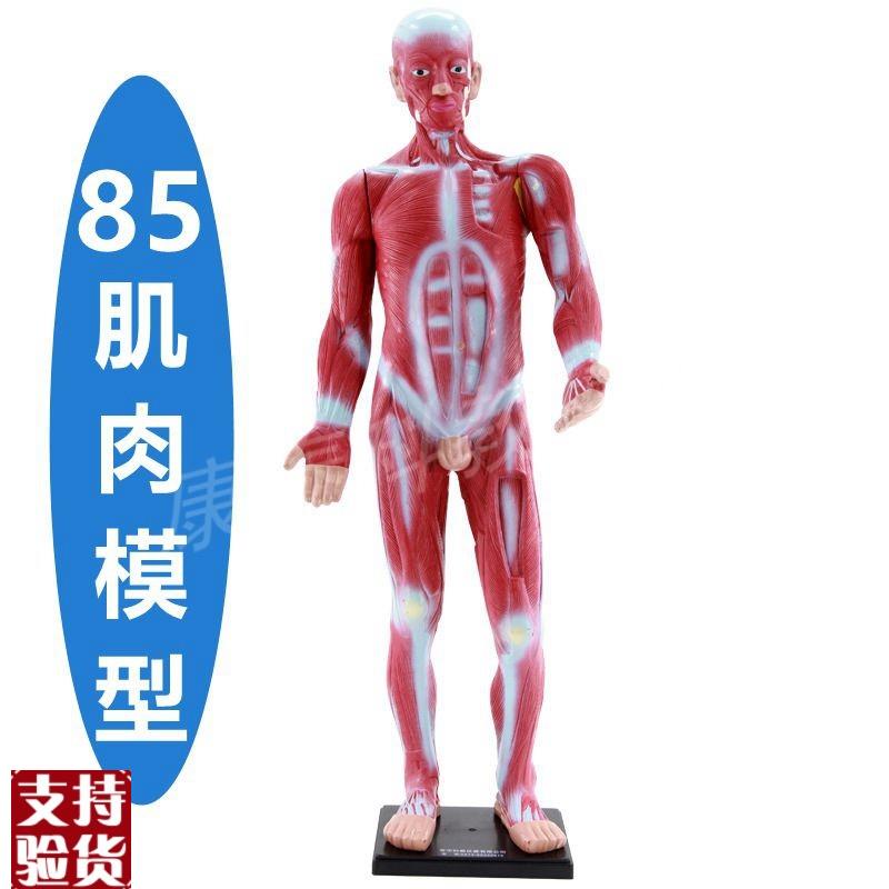 人体肌肉c模特85厘米高浅层四肢瑜伽健身馆摆设健美式运动功能生