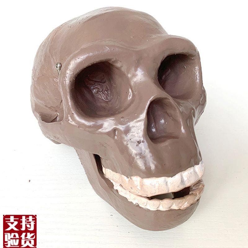 古猿人类头骨模型古代北京人颅骨克罗门安人奥尔都文W人斯蒂恩尼