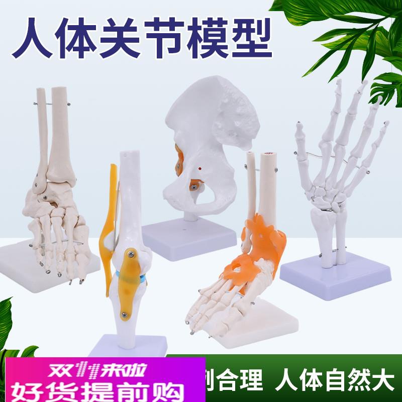 膝关节模型附韧带人体骨骼教学练习医学功能展示肩颈脊椎骨架骨科