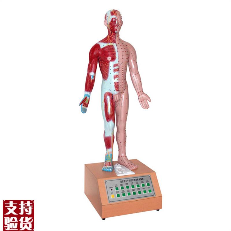 人体中医学用电动语音语言提示十B四电动针灸模型解剖穴位标本模