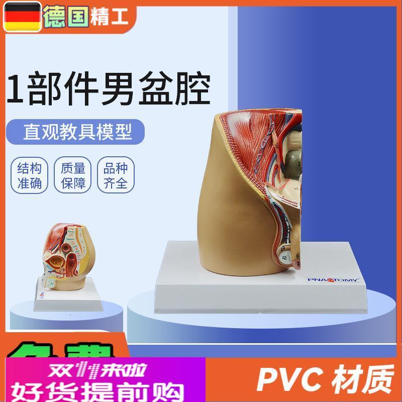 德国】成人小型男性矢状解剖模型生殖系统男盆腔结构前列腺男科泌