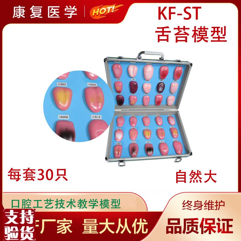人体舌苔模型舌苔变化过程模型舌苔病变模型口腔护U理医用教学模