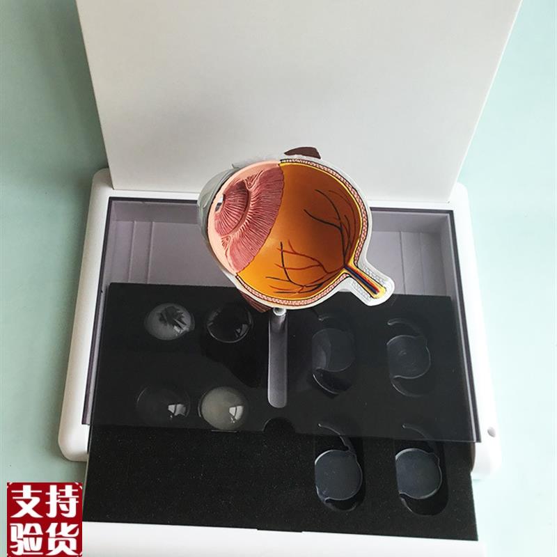 眼睛模型晶片虹膜器官解剖白内障光学K教仪医用医学教学教具