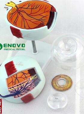 颐诺正品专业版医用人s体眼球解剖模型眼睛解剖结构五官眼科